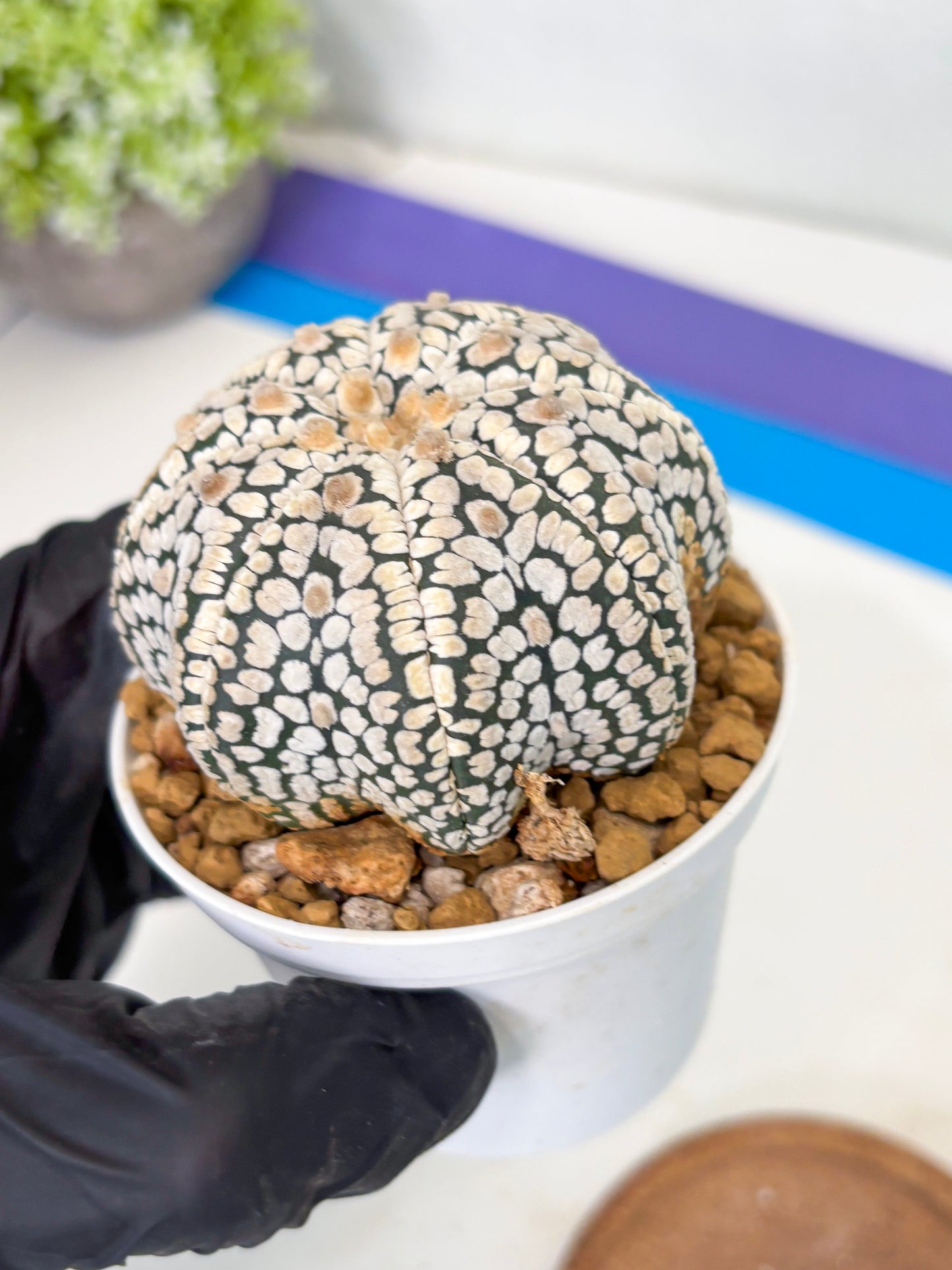 Astrophytum Star Shape (at3) (g7) | Very Rare Cactus
