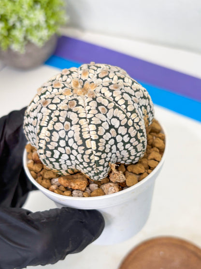 Astrophytum Star Shape (at3) (g7) | Very Rare Cactus