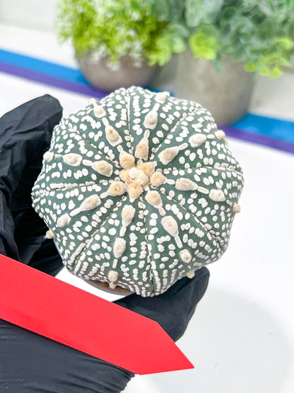 Astrophytum Super Kabuto (#T7B) | Las Vegas Botanical Shop | 3" Pot