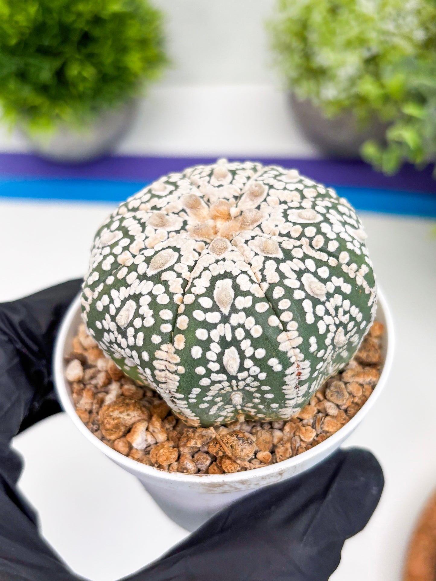 Astrophytum Super Kabuto (t7) (y1) | Imported Plants | 3" Pot