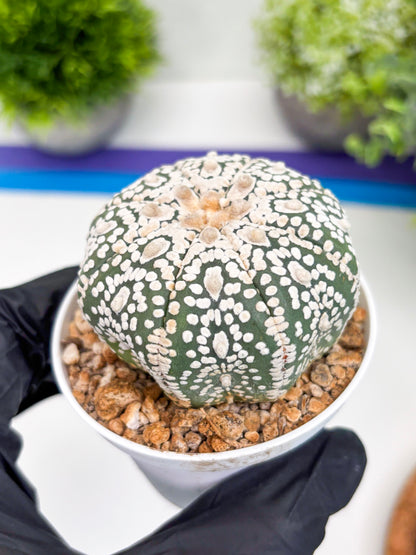 Astrophytum Super Kabuto (t7) (y1) | Imported Plants | 3" Pot