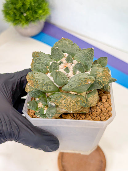Ariocarpus Cultivar (bb) | Living rock cactus