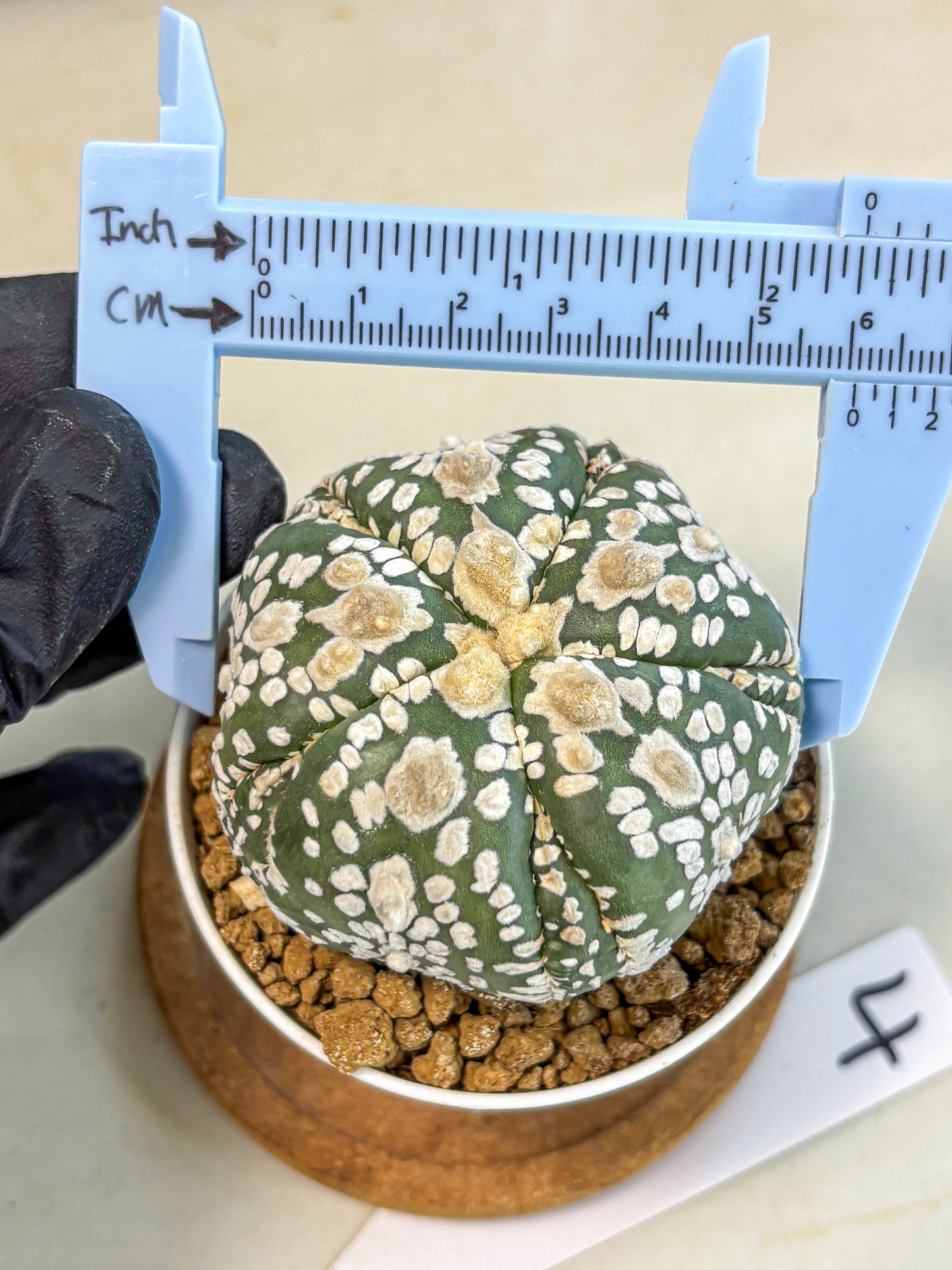 Astrophytum 5-Ribs (at7) (y4) | Living Rocks