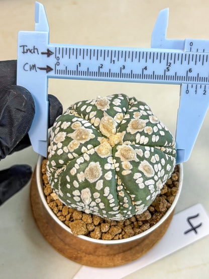 Astrophytum 5-Ribs (at7) (y4) | Living Rocks
