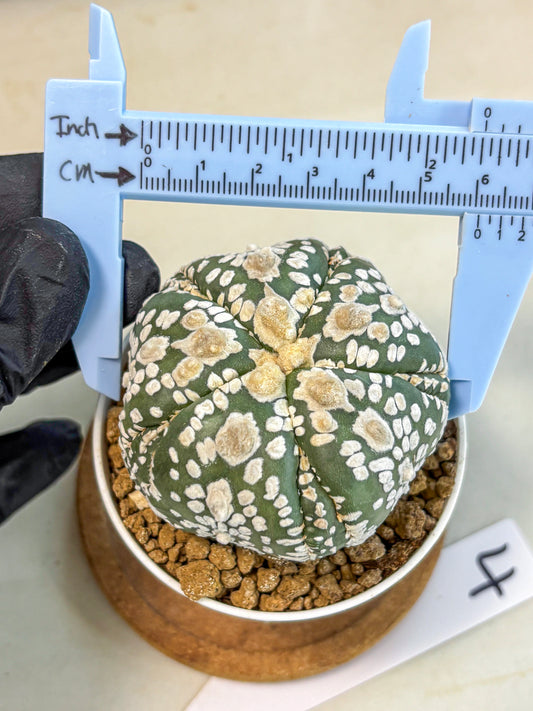 Astrophytum 5-Ribs (at7) (y4) | Living Rocks