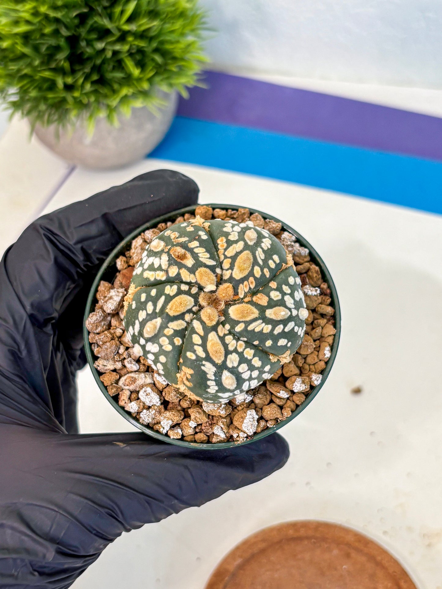 Astrophytum Fukuryu (at8) (05) | Rare Plant | Succulent Cactus