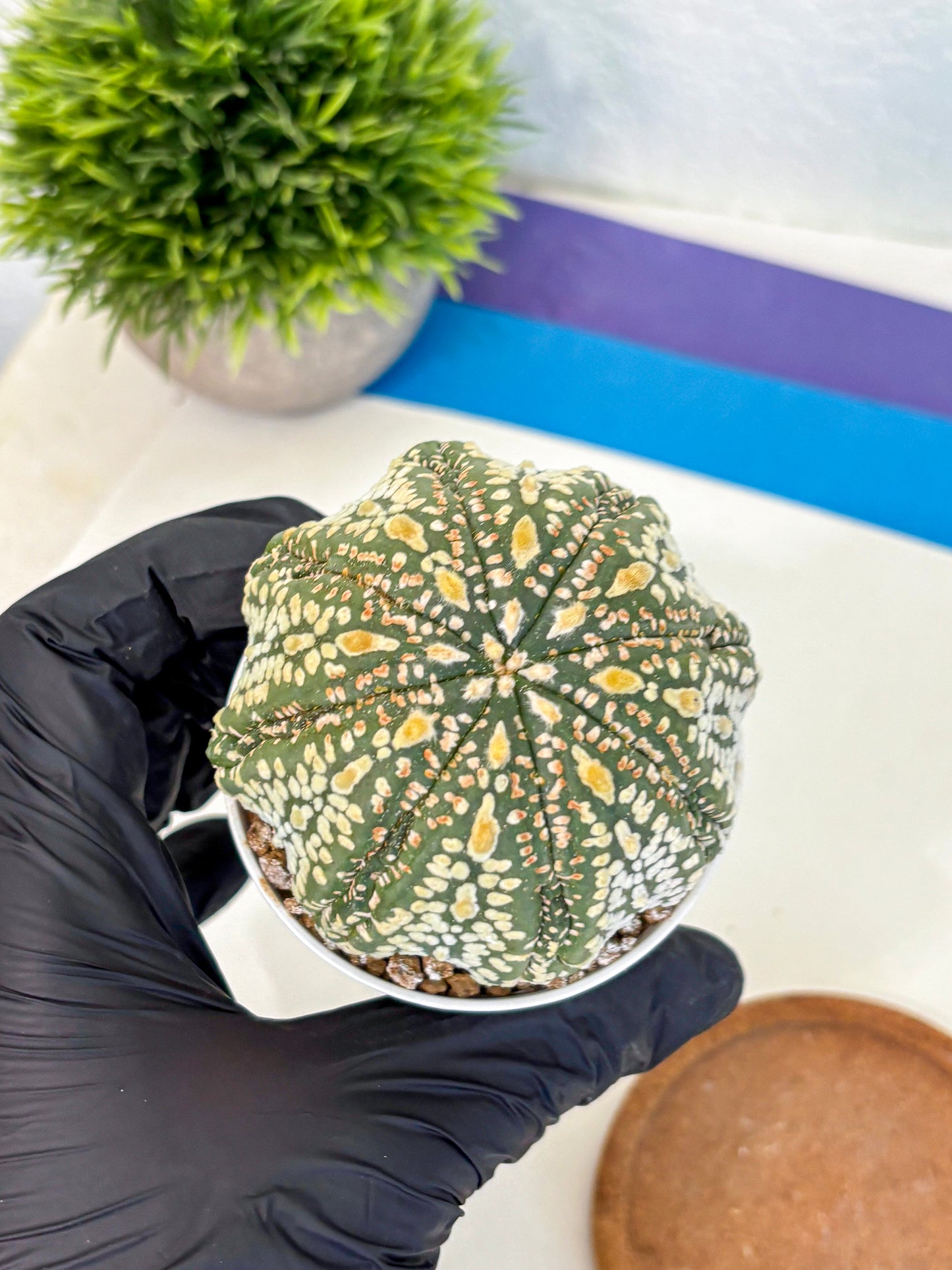Astrophytum Super Kabuto (at10) (06) | sand dollar cactus