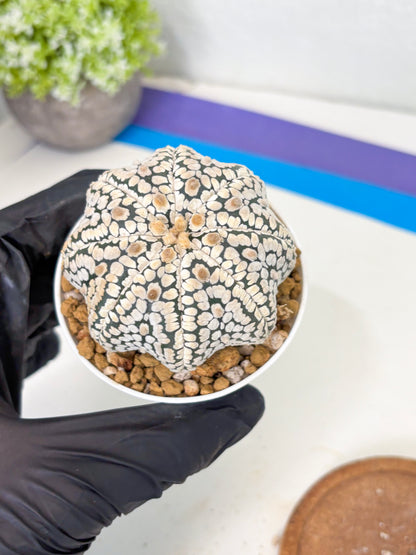 Astrophytum Star Shape (at3) (g7) | Very Rare Cactus