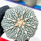 Astrophytum Super Kabuto (#T7B) | Las Vegas Botanical Shop | 3" Pot