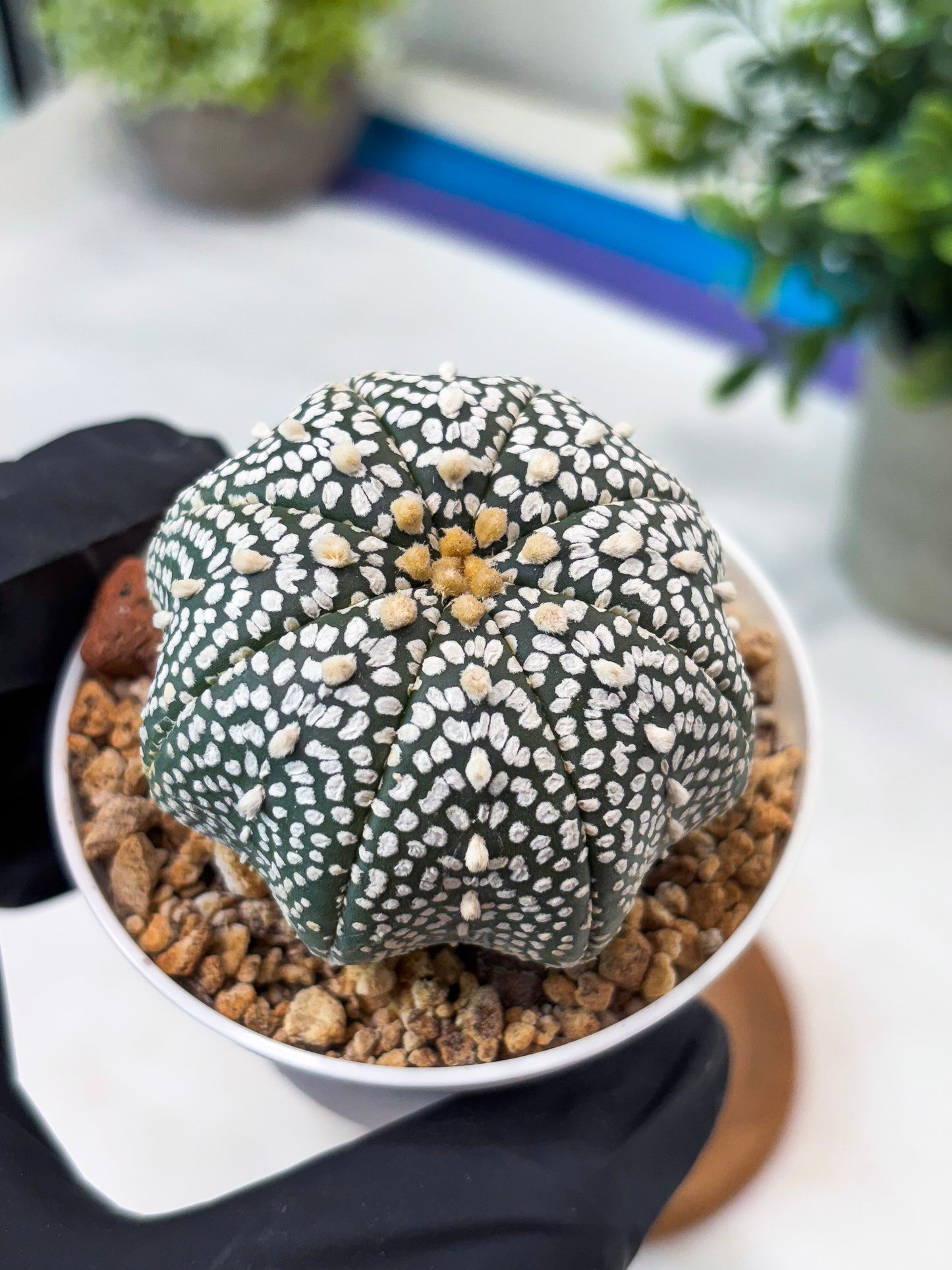 Astrophytum Super Kabuto (T8) (g2) | Imported Cactus