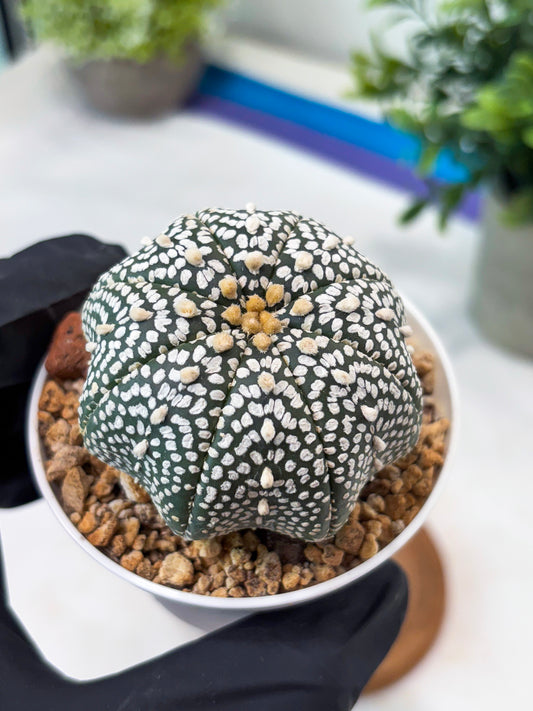 Astrophytum Super Kabuto (T8) (g2) | Imported Cactus