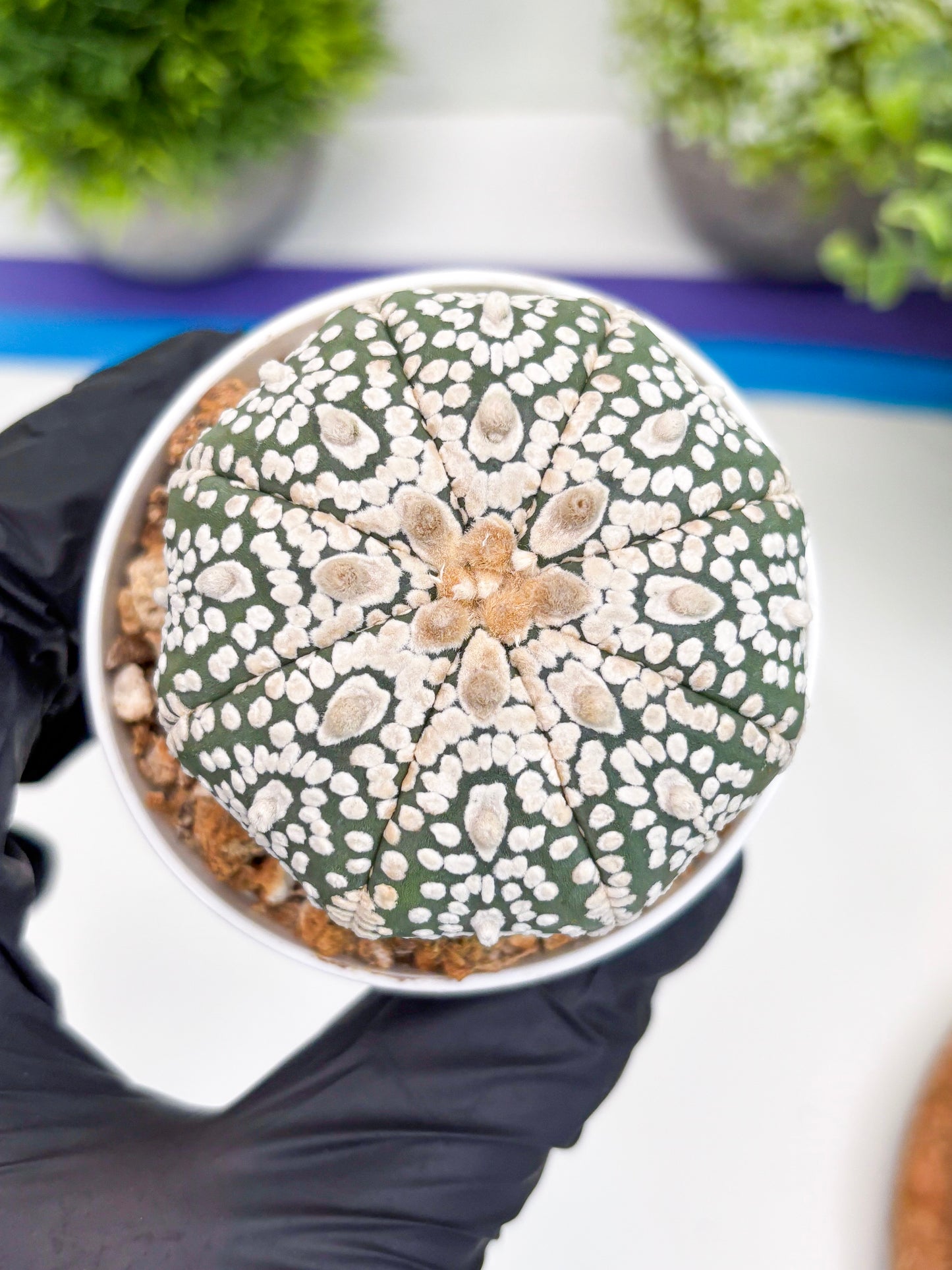 Astrophytum Super Kabuto (t7) (y1) | Imported Plants | 3" Pot