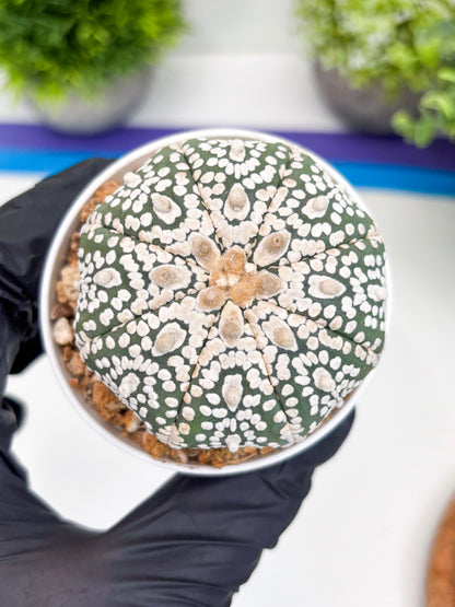 Astrophytum Super Kabuto (t7) (y1) | Imported Plants | 3" Pot