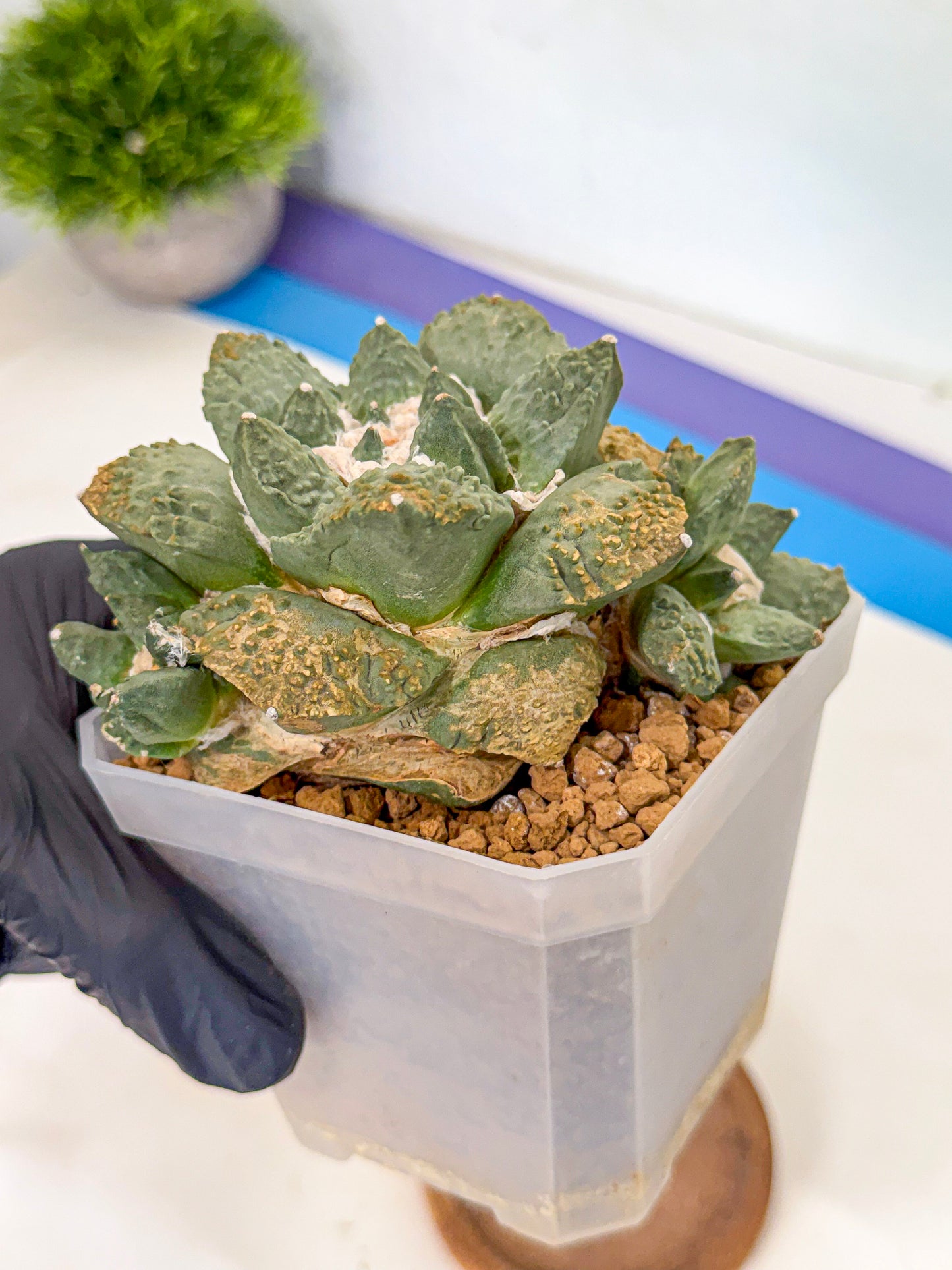 Ariocarpus Cultivar (bb) | Living rock cactus