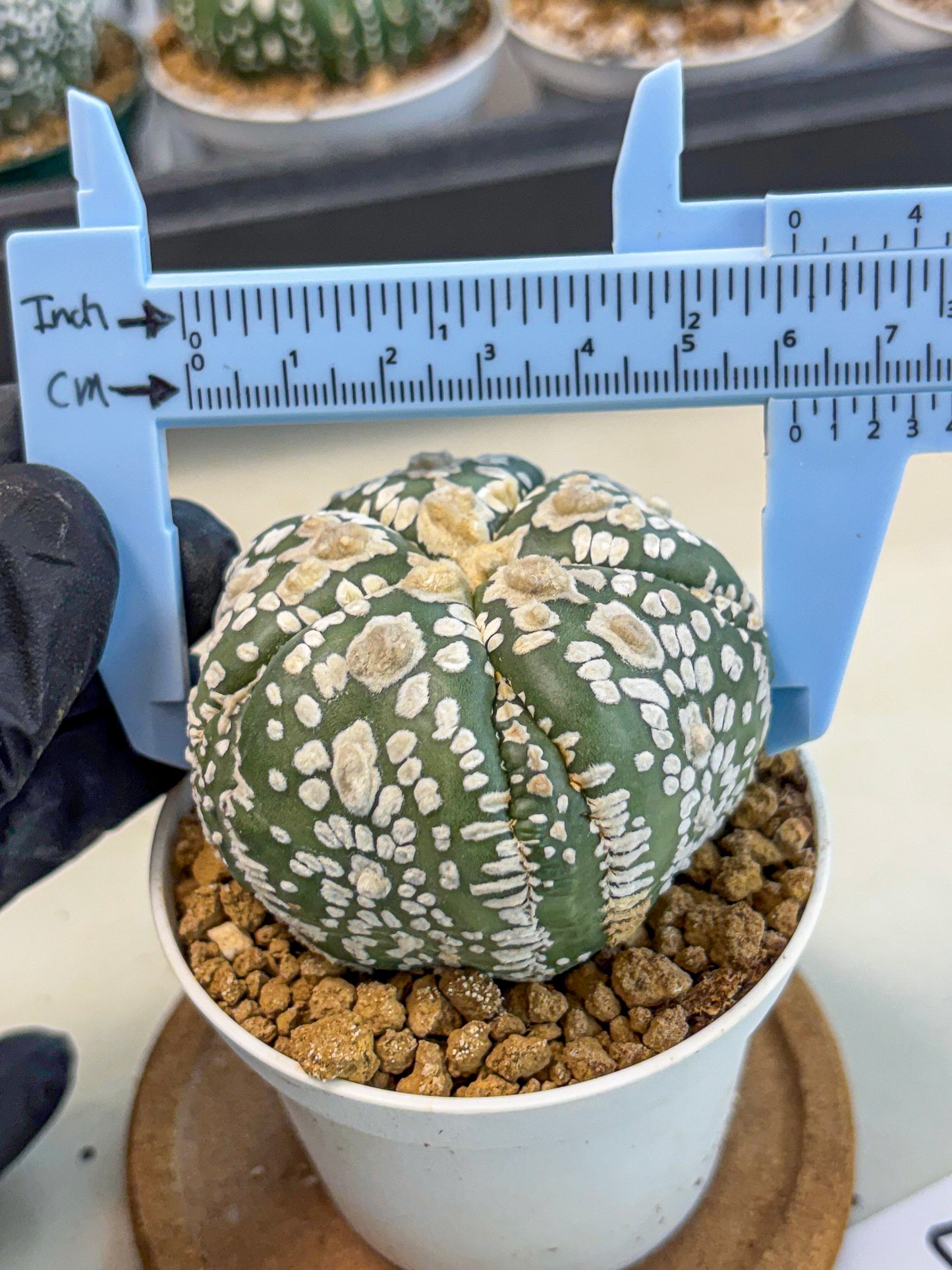 Astrophytum 5-Ribs (at7) (y4) | Living Rocks