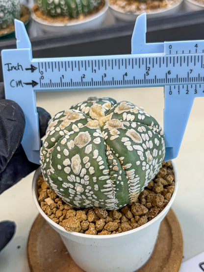 Astrophytum 5-Ribs (at7) (y4) | Living Rocks