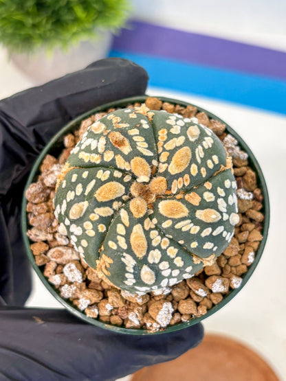 Astrophytum Fukuryu (at8) (05) | Rare Plant | Succulent Cactus