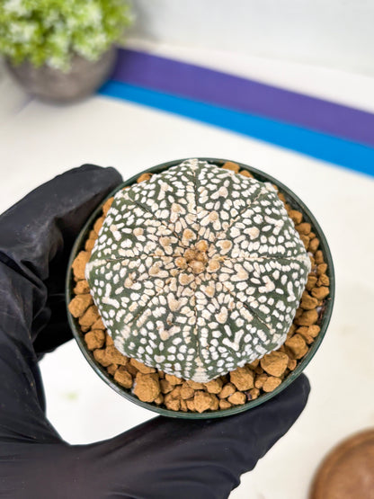 Astrophytum V-Type (at1) (p6) | Imported Cactus