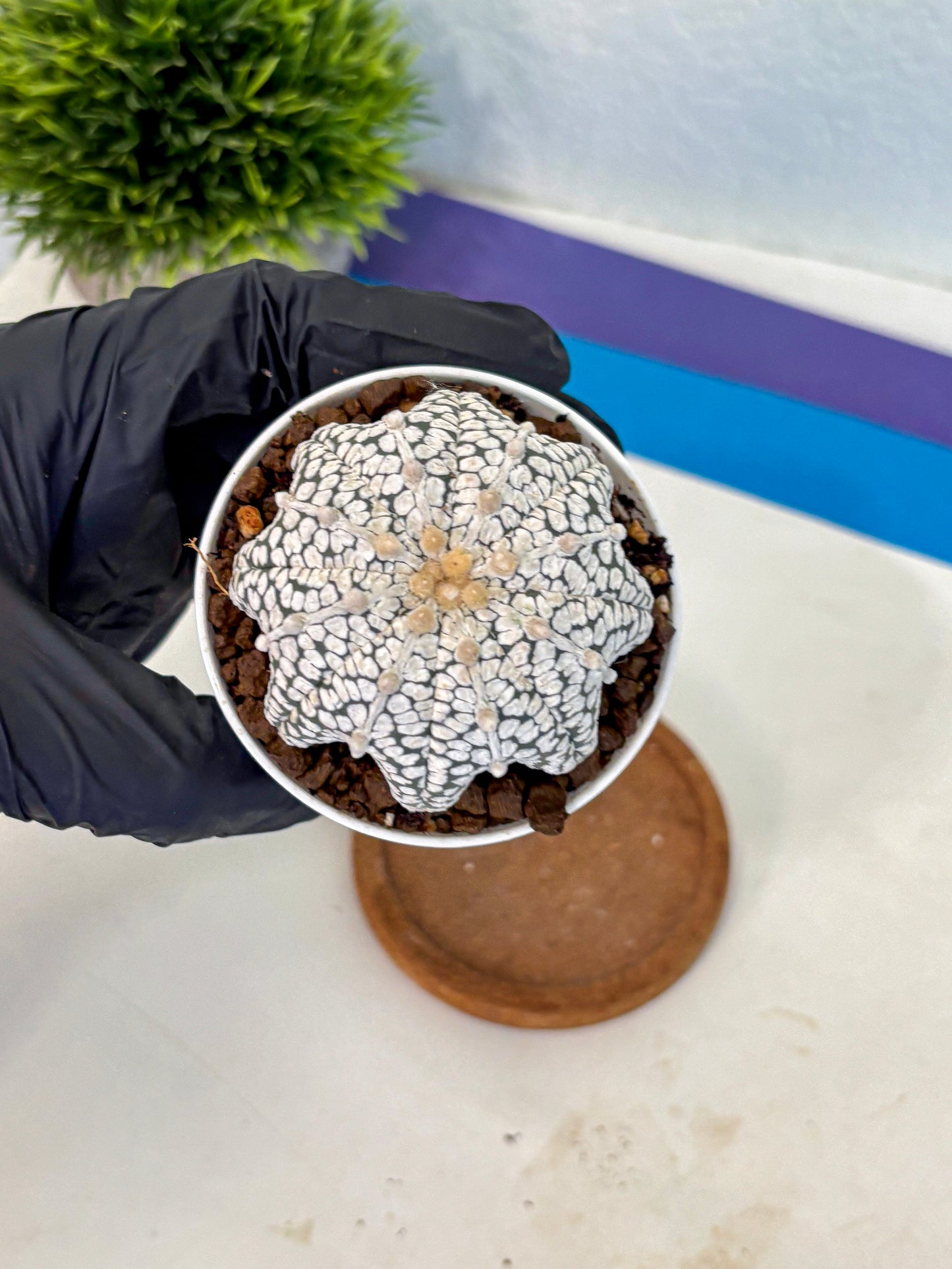 Astrophytum V Type (at5) (04) |  Sea urchin cactus