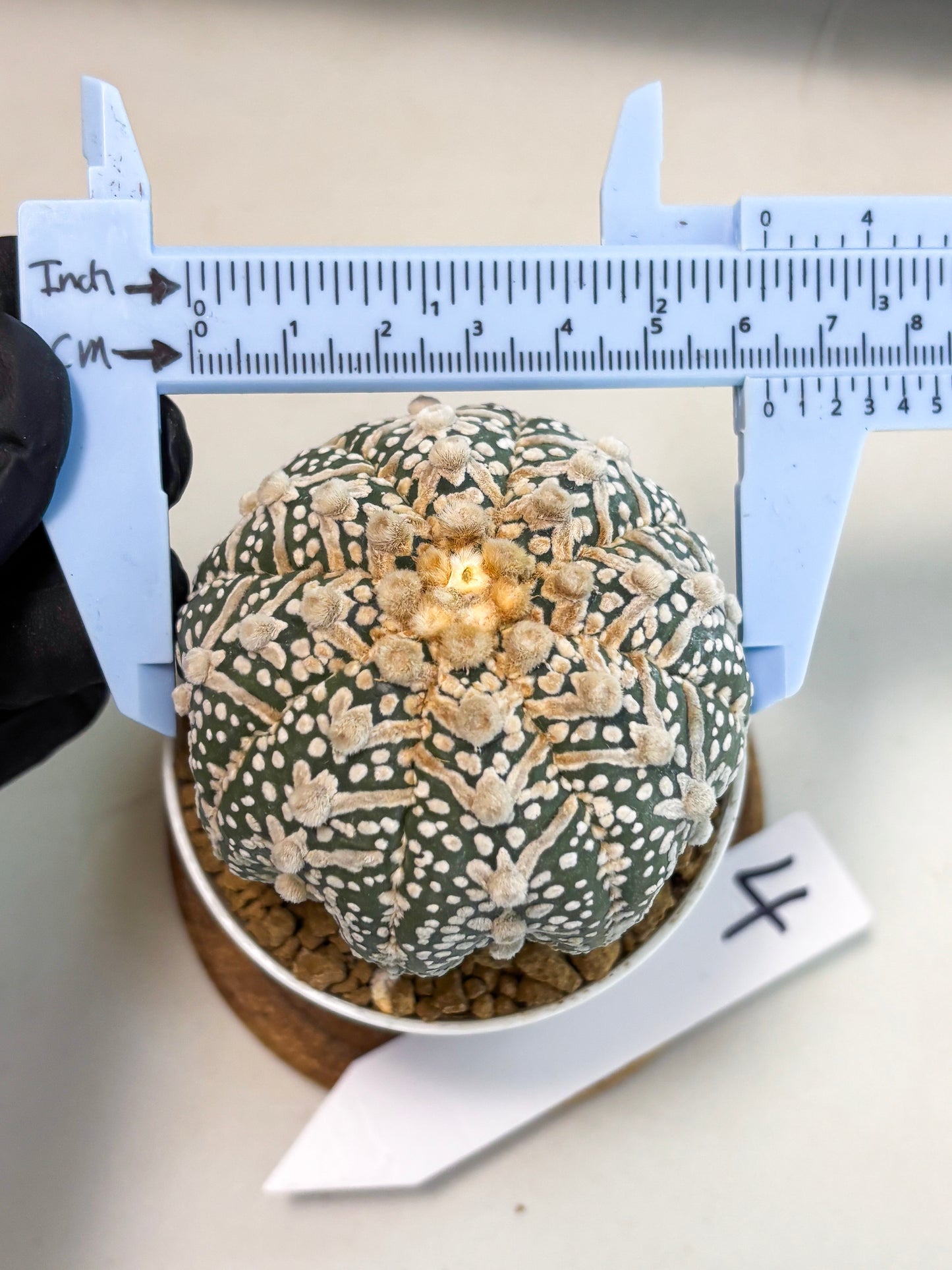 Astrophytum V-Type (at5) (p4) | Rare imported Plant