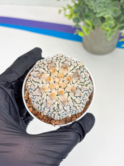 Astrophytum Super Kabuto V Type (T4) (y2) | Las Vegas Seller