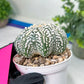 Astrophytum Super kabuto (#T2B) | Imported From Japan/korea | 3" Pot