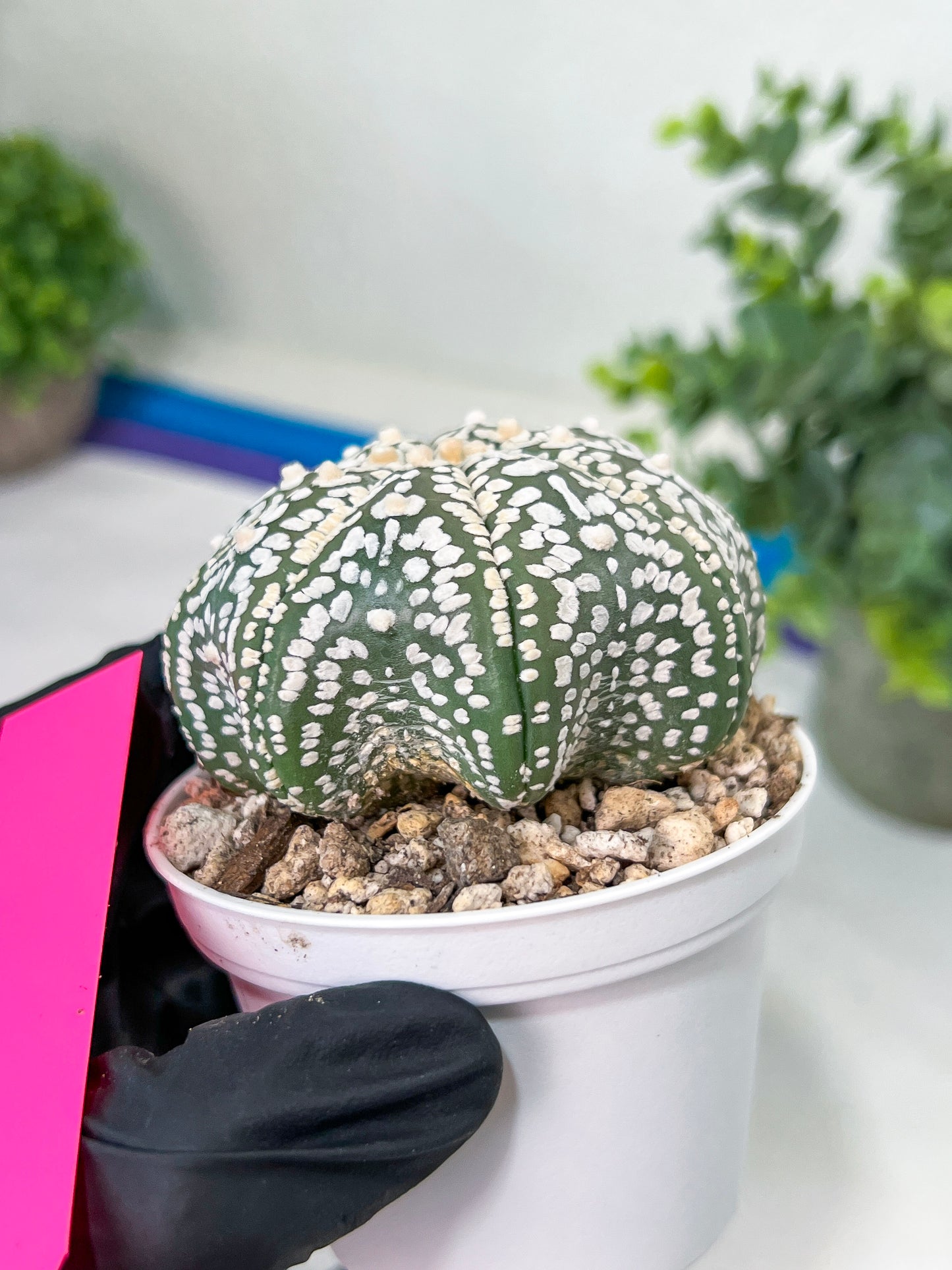 Astrophytum Super kabuto (#T2B) | Imported From Japan/korea | 3" Pot