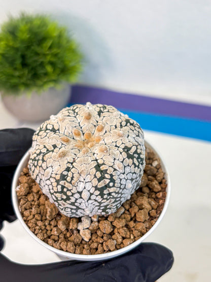 Astrophytum V Type (at2) (04) | Live Plant | Rare Collection
