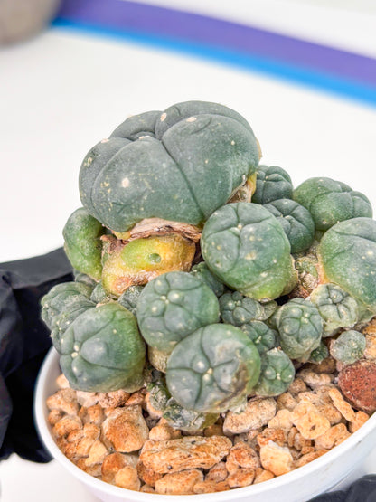 Spineless Cactus (Lo1) (g2) | For Advanced Growers