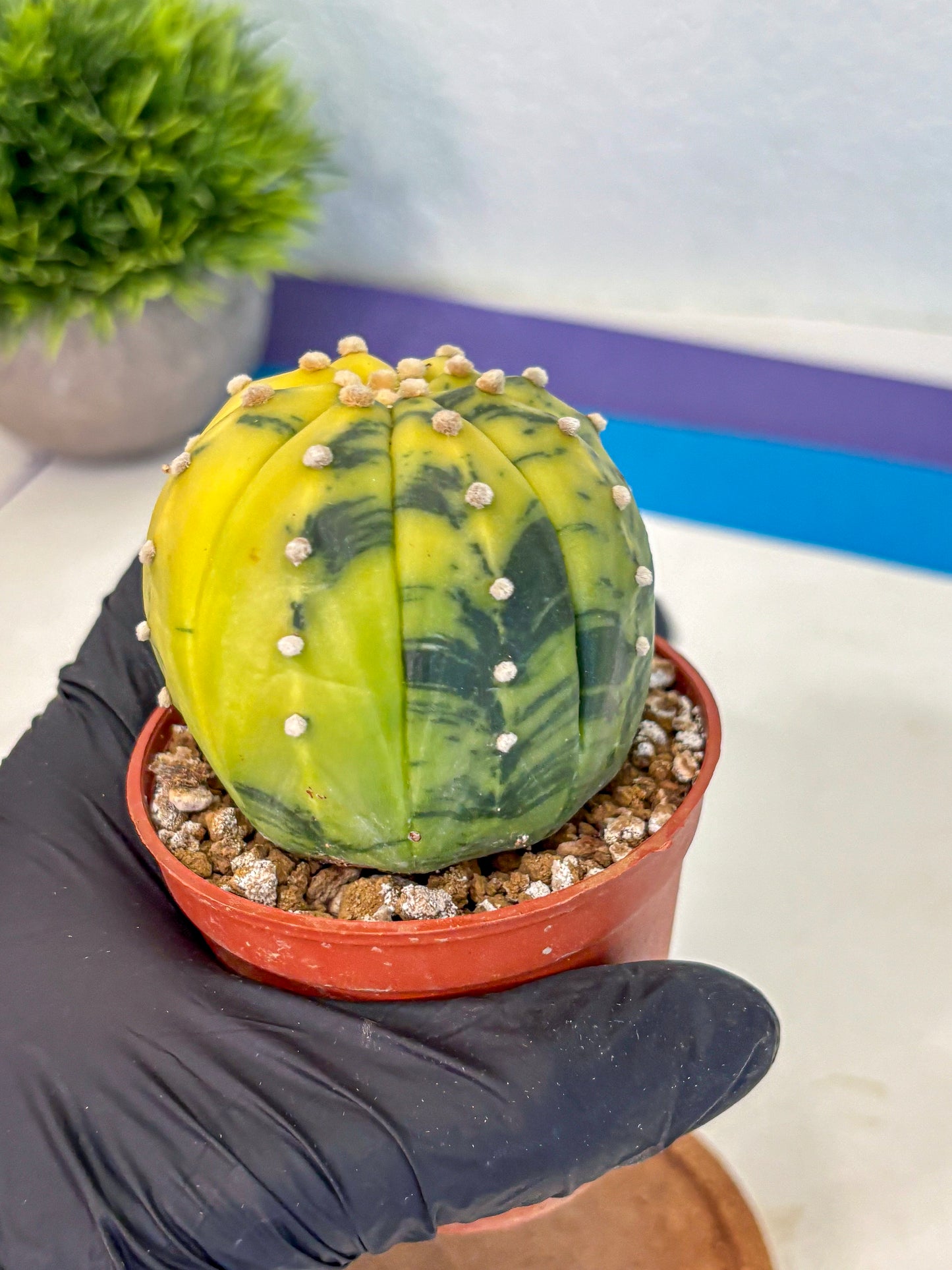 Astrophytum Variegated (at9) (04) | Rare Plant | Live Cactus