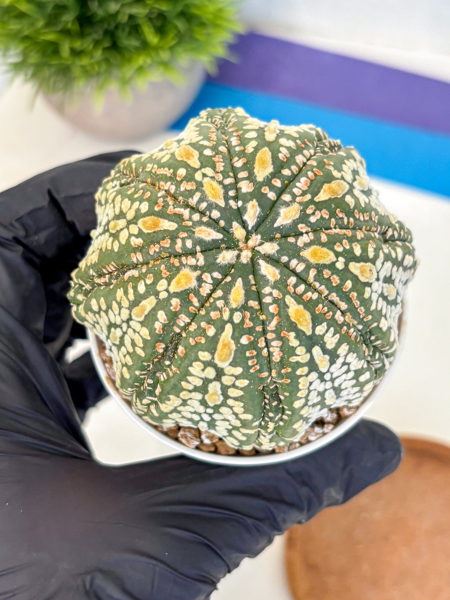 Astrophytum Super Kabuto (at10) (06) | sand dollar cactus