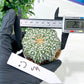 Astrophytum Super Kabuto (#T7B) | Las Vegas Botanical Shop | 3" Pot