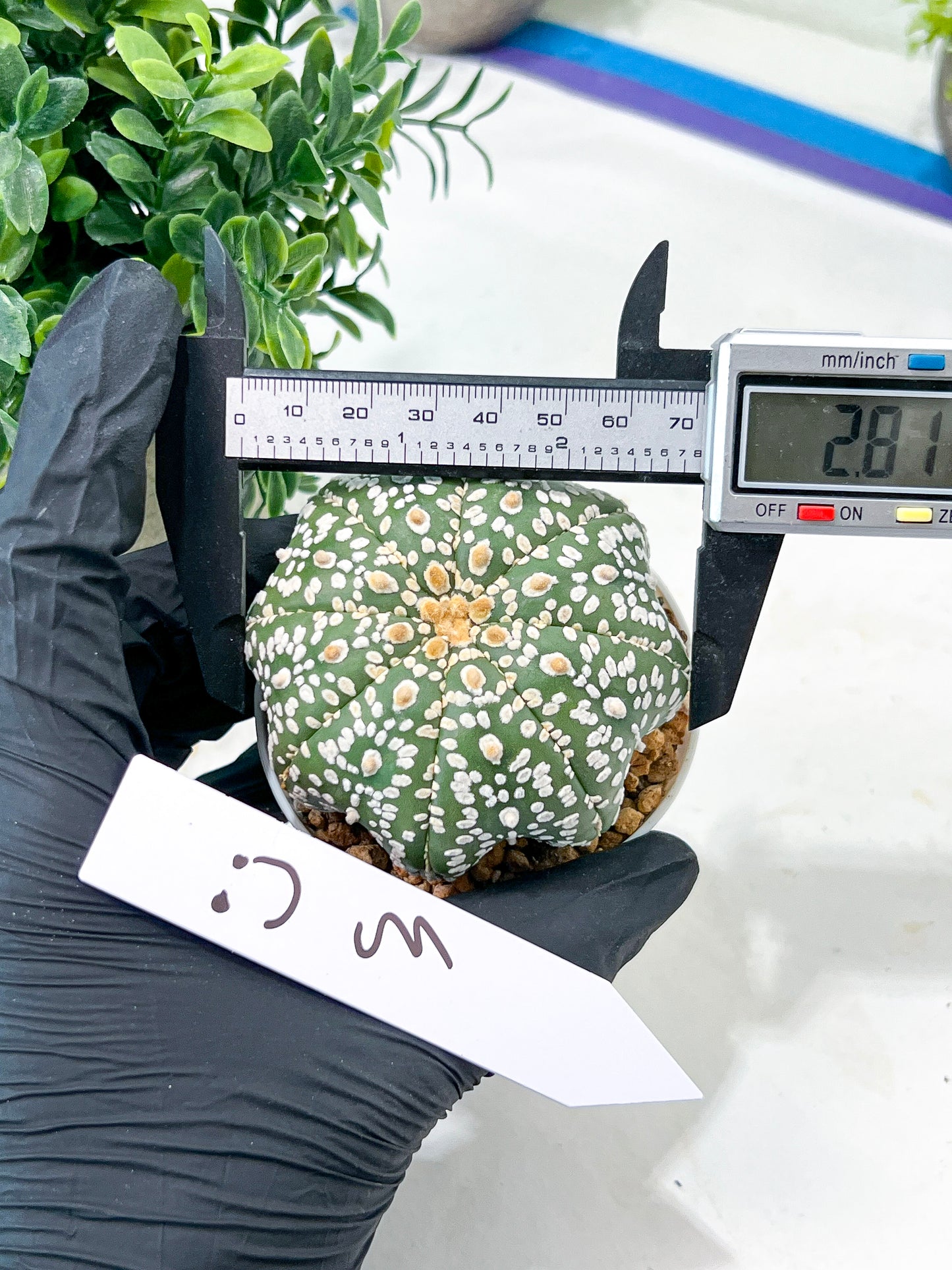 Astrophytum Super Kabuto (#T7B) | Las Vegas Botanical Shop | 3" Pot