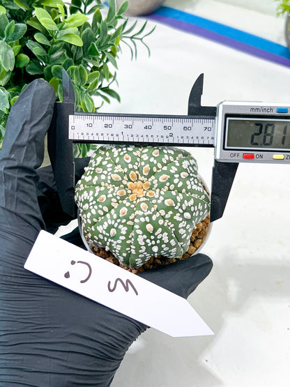 Astrophytum Super Kabuto (#T7B) | Las Vegas Botanical Shop | 3" Pot