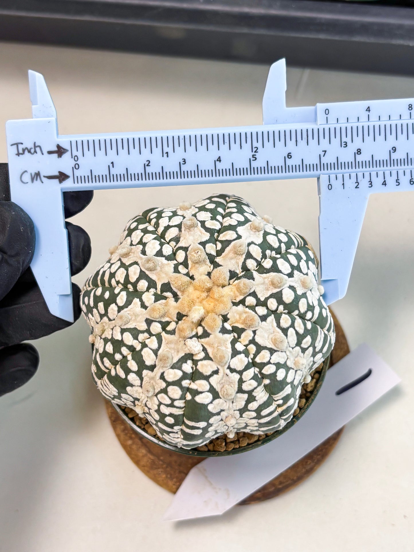 Astrophytum V-Type (at6) (y1) | Rare Star Cactus