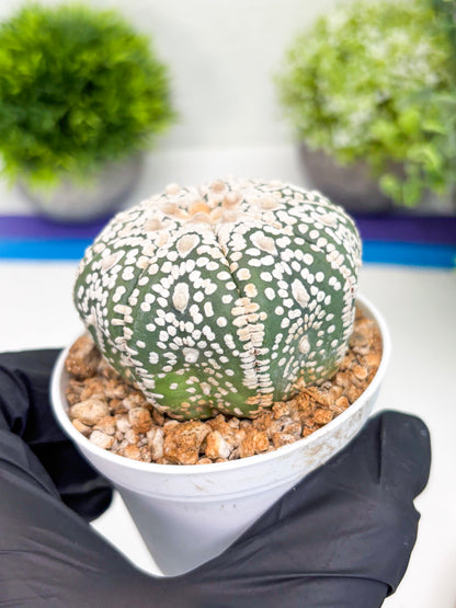 Astrophytum Super Kabuto (t7) (y1) | Imported Plants | 3" Pot