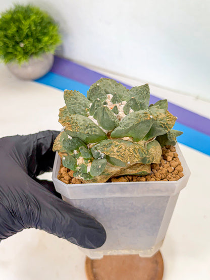 Ariocarpus Cultivar (bb) | Living rock cactus