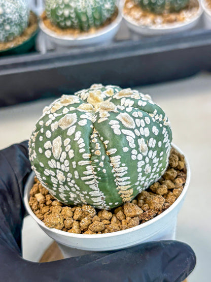 Astrophytum 5-Ribs (at7) (y4) | Living Rocks
