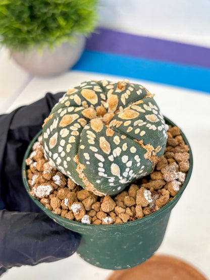 Astrophytum Fukuryu (at8) (05) | Rare Plant | Succulent Cactus