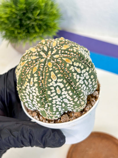 Astrophytum Super Kabuto (at10) (06) | sand dollar cactus