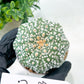 Astrophytum Super Kabuto (#T7B) | Las Vegas Botanical Shop | 3" Pot