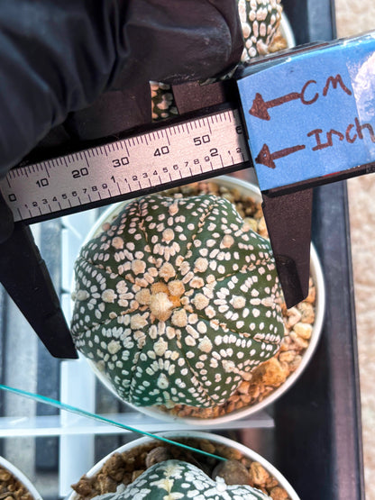 Astrophytum Super Kabuto (T8) (g4) | Imported Cactus