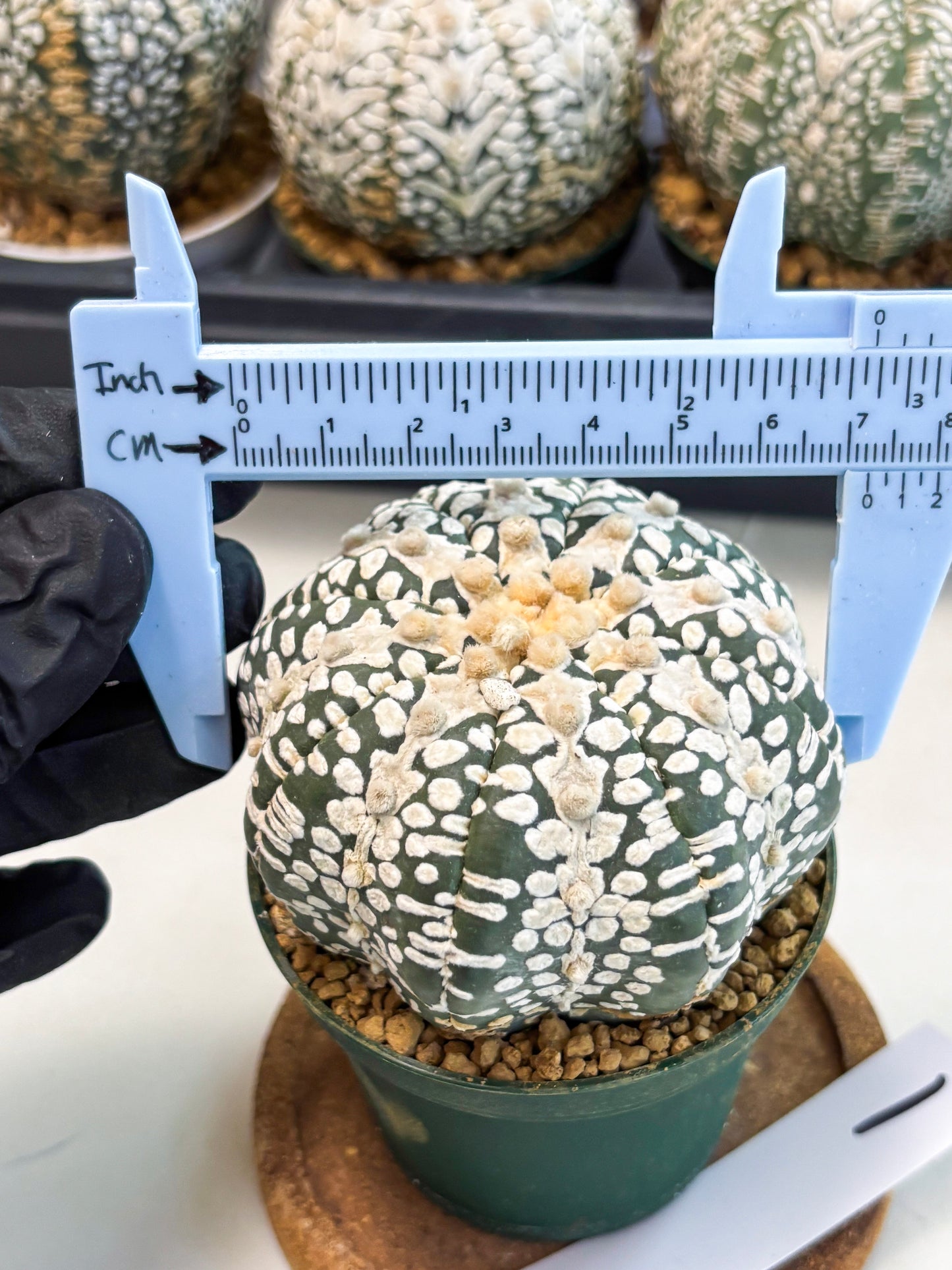 Astrophytum V-Type (at6) (y1) | Rare Star Cactus