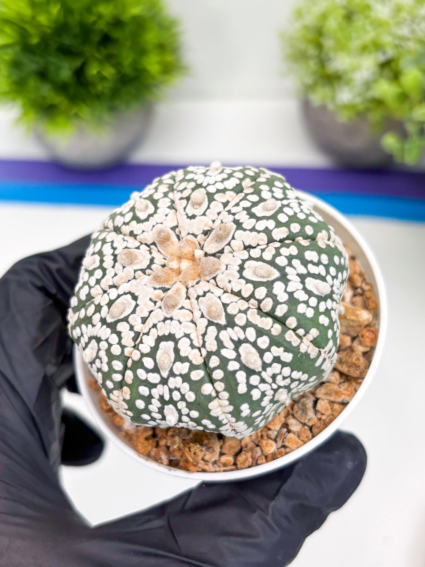 Astrophytum Super Kabuto (t7) (y1) | Imported Plants | 3" Pot