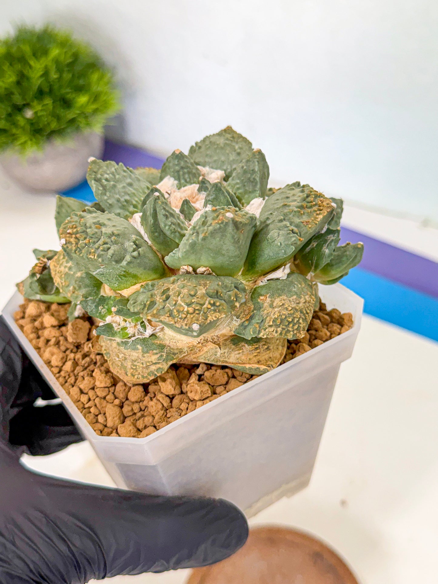 Ariocarpus Cultivar (bb) | Living rock cactus