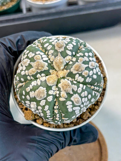 Astrophytum 5-Ribs (at7) (y4) | Living Rocks