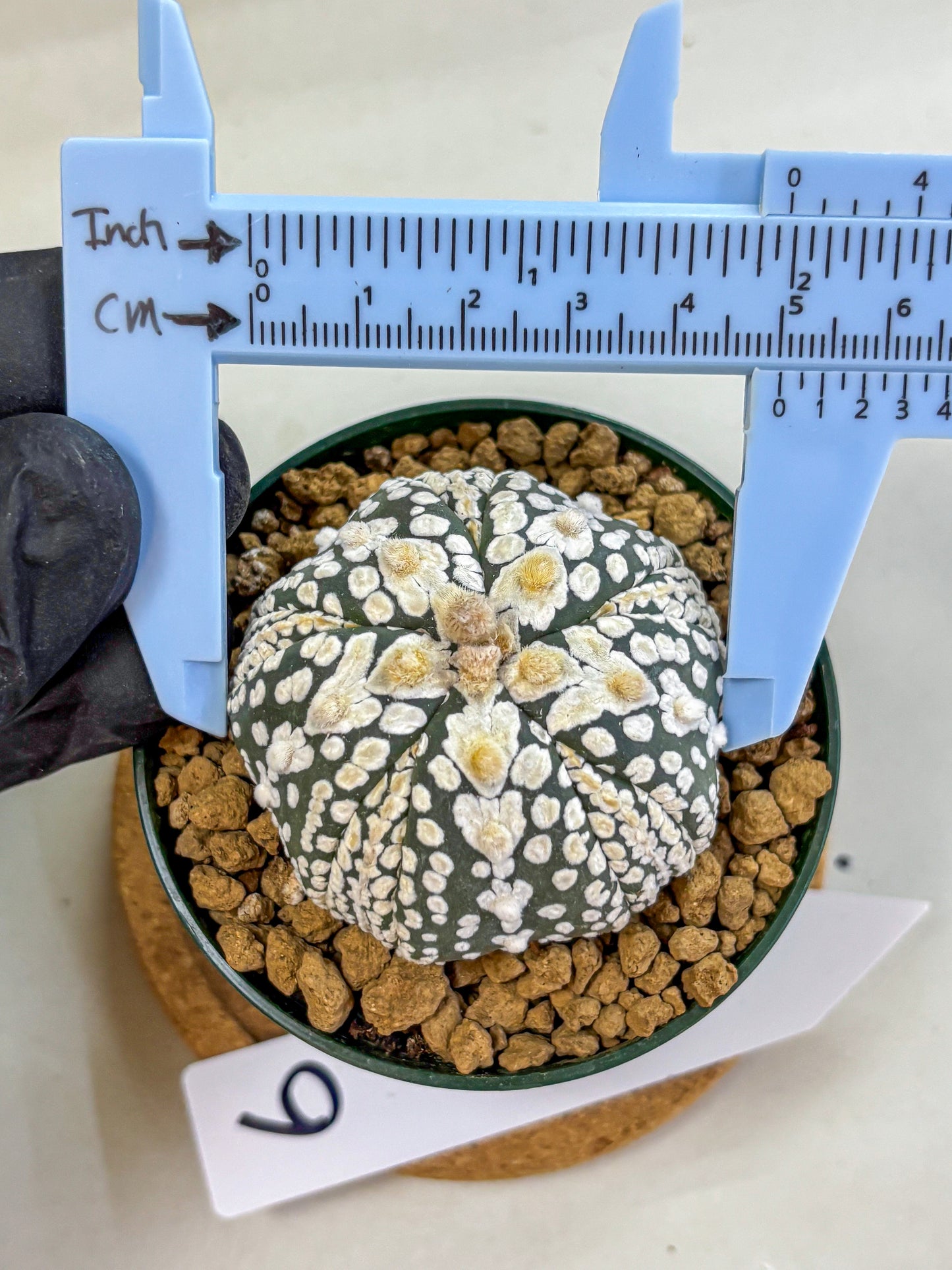 Astrophytum Fukuryu (at8) (06) | Rare Plant | Succulent Cactus