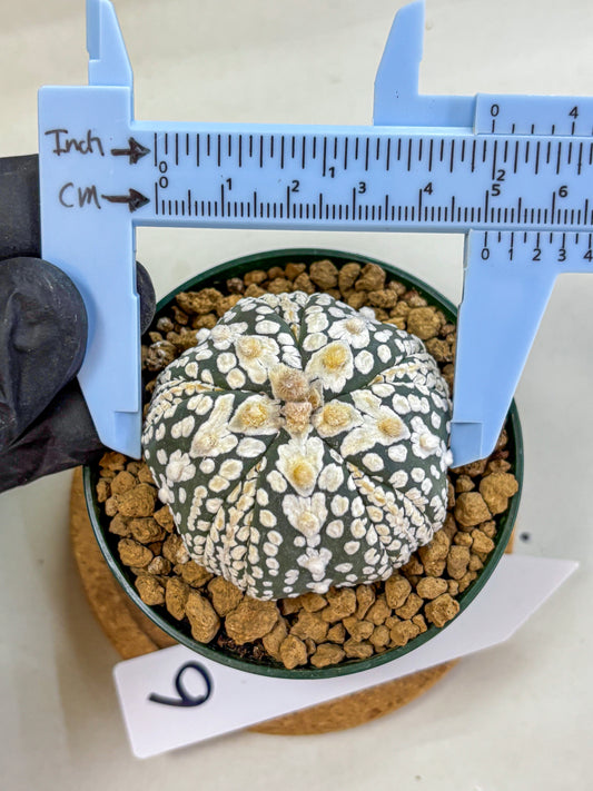 Astrophytum Fukuryu (at8) (06) | Rare Plant | Succulent Cactus