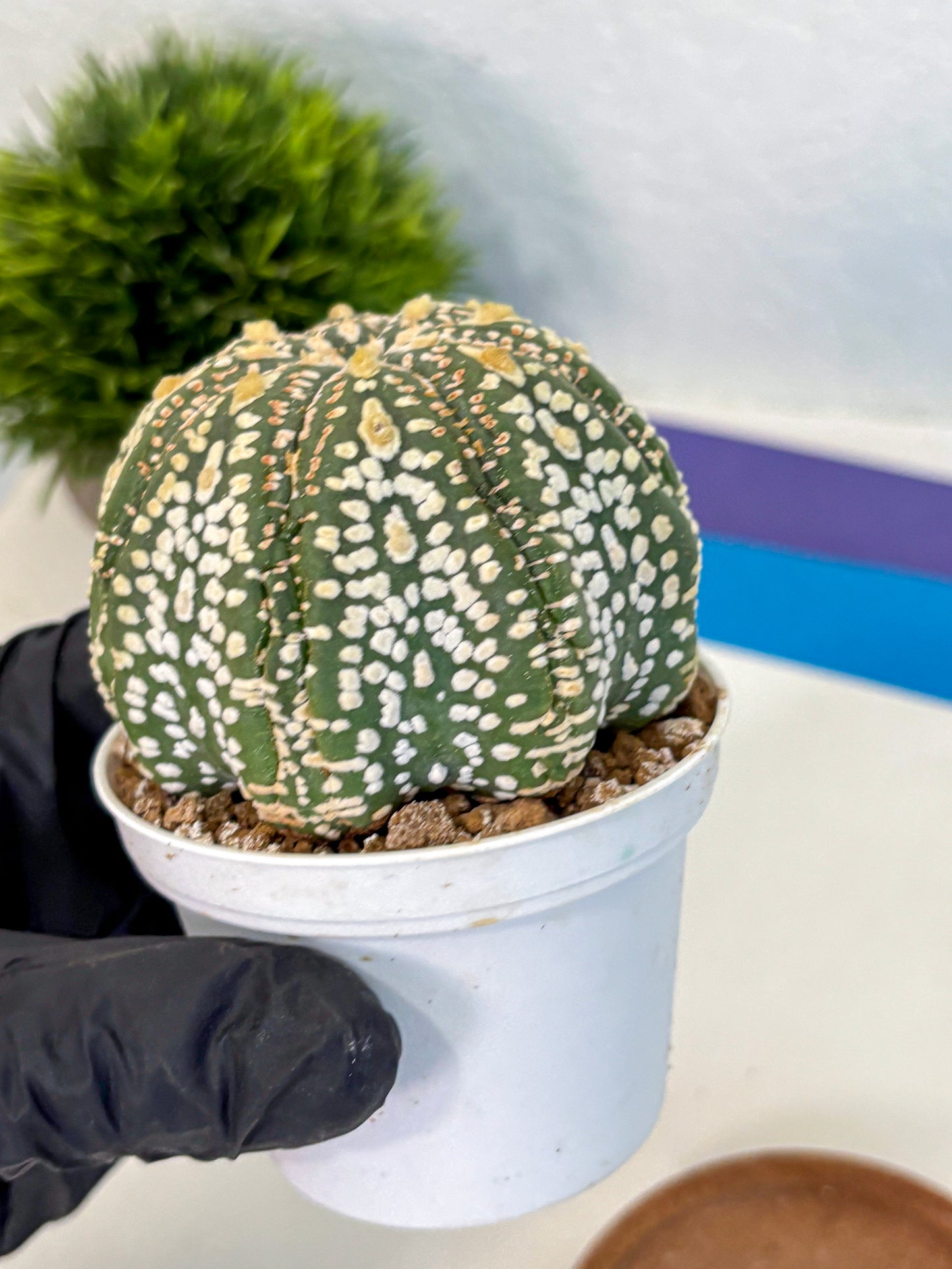 Astrophytum Super Kabuto (at10) (06) | sand dollar cactus
