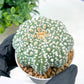 Astrophytum Super Kabuto (#T7B) | Las Vegas Botanical Shop | 3" Pot